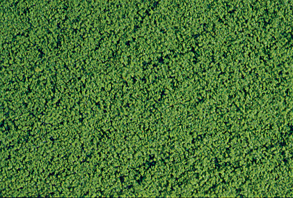 mikroflor Belaubungsvlies mittelgrün 28x14 cm