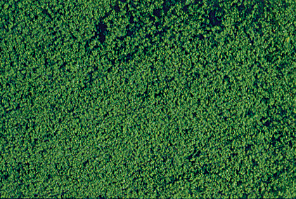 mikroflor Belaubungsvlies dunkelgrün 28x14 cm