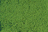 mikroflor Belaubungsvlies hellgrün 28x14 cm