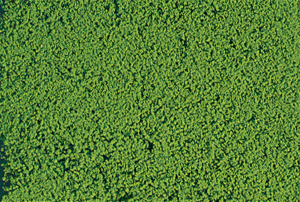 mikrolaub Belaubungsflocken hellgrün 200 ml