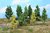 Miniwald Set 27 Laubbäume 11 - 14 cm